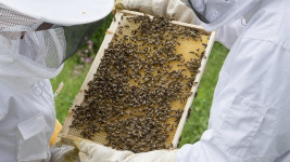včelař beekeeper-2650664 960 720